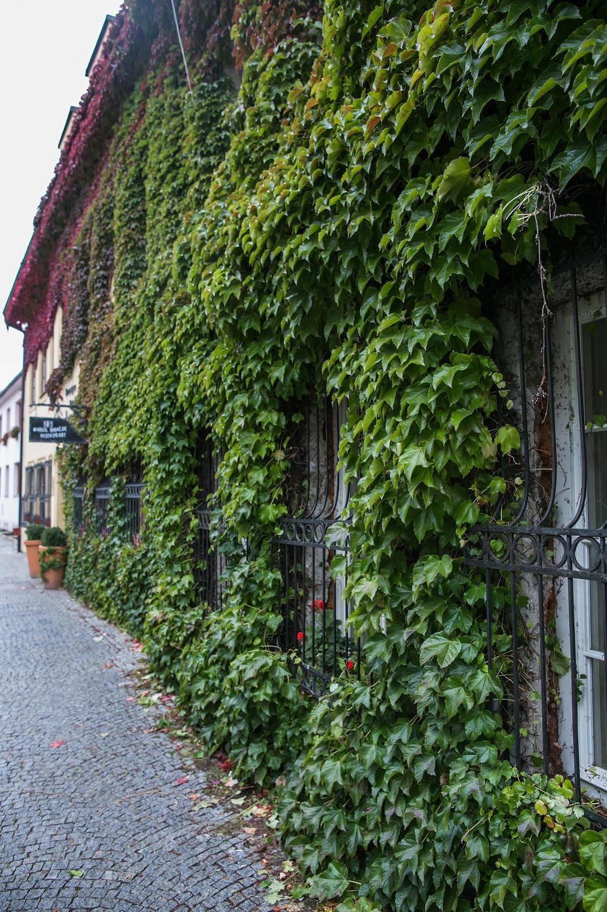 Tanzberg Mikulov